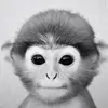 🦍🦍🦍 - @_michaelsliman - TikTok