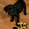 Michael Soprano - @rorythesandlab - TikTok
