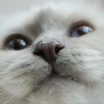 Michael Sorrow - @michaelsorrow - Instagram