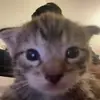 Michael - @michaelspang - TikTok