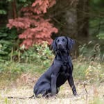 Michael Spang Wetland Gundogs - @michaelspangwetland - Instagram