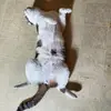 michaelsplitt4 - @michaelsplitt4 - TikTok