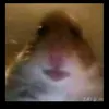 michael squillacioti - @michaelsquillaciot - TikTok