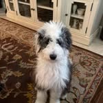 Michael Squitieri - @bolla8882023 - Instagram