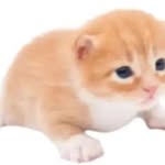 Michael_the standing_cat - @michael_the_standing_cat - Instagram