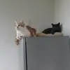 Michael Steckermeier August - @michael.steckerme - TikTok