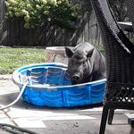 Franklin Michael Steffey - @franklin_the_pig92 - Instagram
