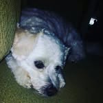 mollystinchcomb - @michaelstinchcomb8 - Instagram