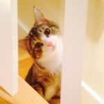 Stokely Carmichael The Cat - @stokelycarmichaelthecat - Instagram