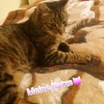 Amelia - @michaelstolpa62 - Instagram