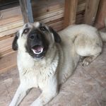 Michael Stoneking - @stonekingmichael - Instagram