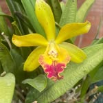Michael Straley - @473orchids - Instagram