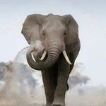 Michael Thumper Streeter - @gusttauf275 - Instagram
