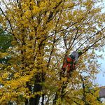 Michael Strobel - @baumpflege_strobel - Instagram