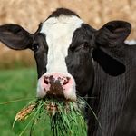 Michael Strohmeier - @cowmooing123 - Instagram