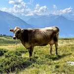 Michael Studer - @studermichi - Instagram