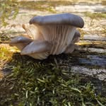 Michael Stump - @mikestu159 - Instagram