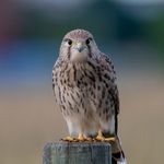 Michael - @michael_sundin_foto - Instagram