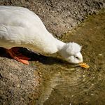 Michael Svec - @kachnogram - Instagram
