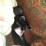 Caesar Michael Tawney - @caesarthedog13 - Instagram