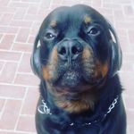 Michael_Terzian - @nu.bang.clan.sinister - Instagram