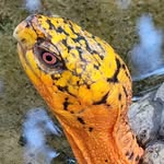 michael theil - @wild_eastern_box_turtles - Instagram