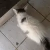 Michael Antiman - @michael.antiman - TikTok