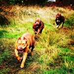 Michael Todd Valenzuela - @northwest_coast_kennels - Instagram