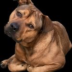 Michael Triolo - @woofbro_ca - Instagram