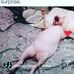 George Porges - Facebook