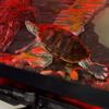 Michael Angelo🐢❤️ - @michael.theturtle - TikTok