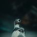 Michael Urich - Facebook