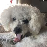 Mr. Michael INC. - @mr.michaelvenuti - Instagram
