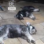 Michael Vera-Lobos - @schnauzersgowild - Instagram