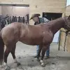 Michael Horst - @michael.horst0 - TikTok