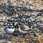 Michael Warren SWLA - @mikewarren_bird_artist38 - Instagram