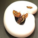 Michael Weaver - @dreamweaverreptiles - Instagram