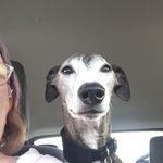 Michael D. Whipp - @miraclewhippet - Instagram