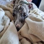 Micheal - @michael.whippet - Instagram