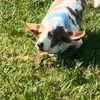 Ur dogs best friend - @michaelwhitis185 - TikTok