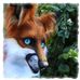 Michael YumeKitsune Wildermuth - Facebook