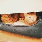 Michaela Windholz - @michaelawindholz - Instagram