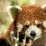 The Red Panda - @michael_winning - Instagram