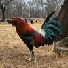 Double Pine Gamefowl - @michael.work - TikTok
