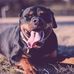 Michael Yatsko Pet Photography - Facebook