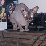 Michael Zogg - @ghostiemctoastie - Instagram