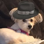 Michaela Black - @random_1920s_dog - Instagram