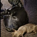 Michaela Foley - @cooperfoleytheblacklab - Instagram