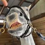 Michaela Gray - @mgrayequestrian - Instagram