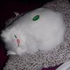 MichaelaLawrence - @michaelalawrenceiskggsf - TikTok
